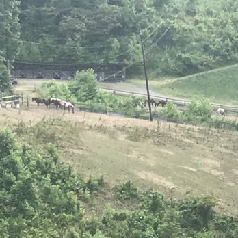 Camp Cedar Cliff - The camp herd of school horses. - Hiking Near Me