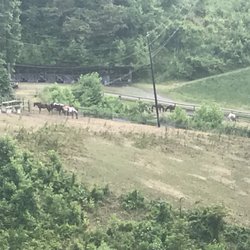 Camp Cedar Cliff - The camp herd of school horses.