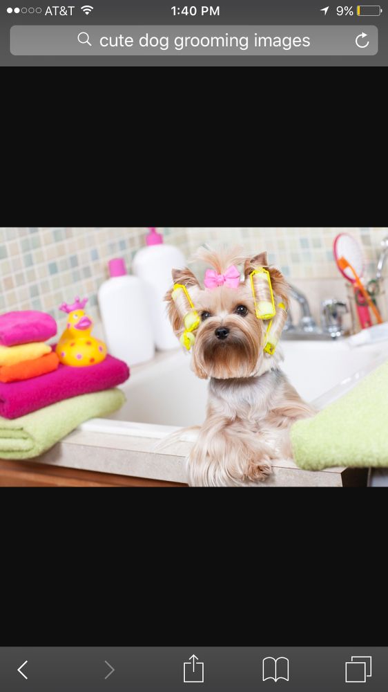 SASSY SUDS DOG GROOMING Updated June 2024 104D Port Gibson St