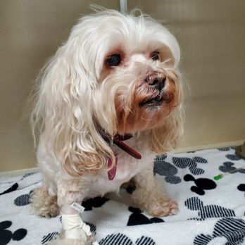 TrueCare for pets - Veterinarians Near Me - Studio City, California TrueCare for pets - Veterinarians Near Me - Studio City, California