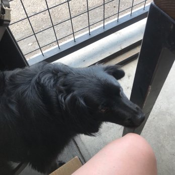 Canteen Taproom - Dog - Breweries Near Me - Albuquerque, New Mexico