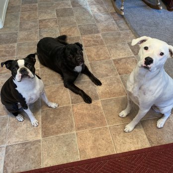 Karma Dog Training - My thee pups. - Pet Training Near Me - Carrollton, Texas