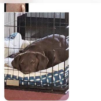 Uncle Jeff's Pet Sitting & More - Dog Walkers Near Me - Canoga Park, California Uncle Jeff's Pet Sitting & More - Dog Walkers Near Me - Canoga Park, California