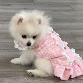 Mochi Pomeranian - Pet Breeders Near Me Mochi Pomeranian - Pet Breeders Near Me