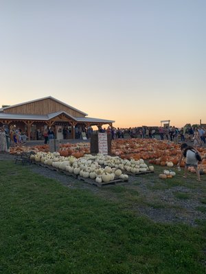 TIM’S PUMPKIN PATCH - Updated September 2024 - 56 Photos & 26 Reviews ...