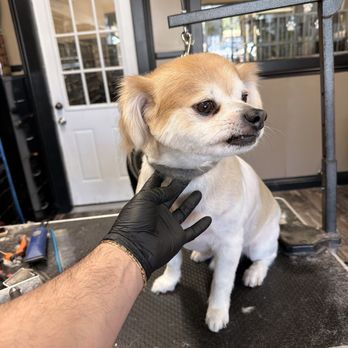 Ladies Pet Grooming - Teddy - Pet Groomers Near Me - Glendora, California