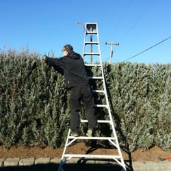 Daryll's Nursery - Hedge Pruning using feather pruning techniques.