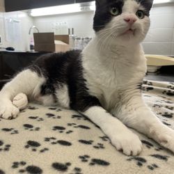 Clinique Veterinaire Monkland - Cat Tax