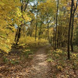 Wolf Tree Nature Trails