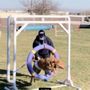Photo of Agility Junkies