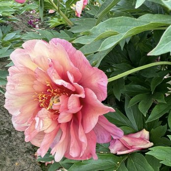 Adelman Peony Gardens - Nurseries & Gardening Near Me - Salem, Oregon