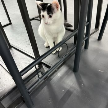 Tail Town - Pet Adoption Near Me - Pasadena, California