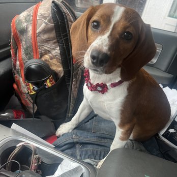 Barktown Willoughby - Padme all clean with her free bling from her visit - Pet Stores Near Me - Willoughby, Ohio