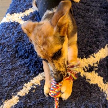 Metro Mutts - Tug time with toys - Dog Walkers Near Me - Washington, DC, District of Columbia