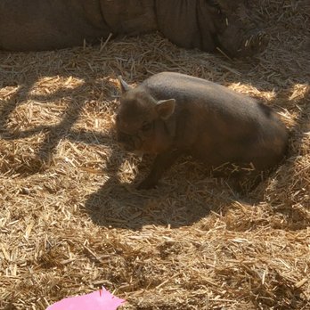 SoCalMiniPigs - Pet Breeders Near Me - Valley Center, California SoCalMiniPigs - Pet Breeders Near Me - Valley Center, California