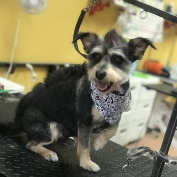 Pawsitive Pet Grooming - Dino cut - Pet Groomers Near Me - Covina, California Pawsitive Pet Grooming - Dino cut - Pet Groomers Near Me - Covina, California