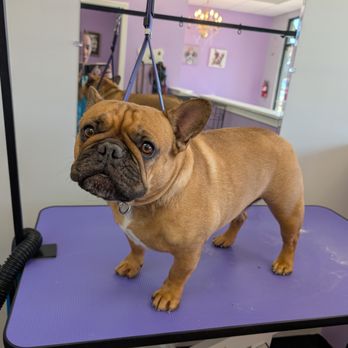 The Catwalk Pet Spa - Frenchies are the best! - Pet Groomers Near Me - Lexington, South Carolina The Catwalk Pet Spa - Frenchies are the best! - Pet Groomers Near Me - Lexington, South Carolina