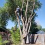 Photo of Treasure Valley Tree Company
