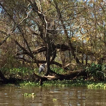 Ultimate Swamp Adventures - Tours Near Me - Westwego, Louisiana Ultimate Swamp Adventures - Tours Near Me - Westwego, Louisiana