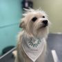 Posh Pet Parlor