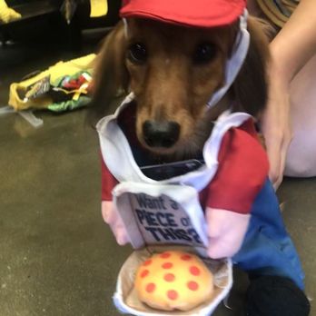 Petco - Who ordered a pizza? - Pet Stores Near Me - Clovis, California