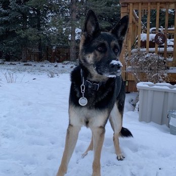 SentinelHarts German Shepherds - Pets Near Me SentinelHarts German Shepherds - Pets Near Me