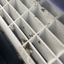 Hairy mold