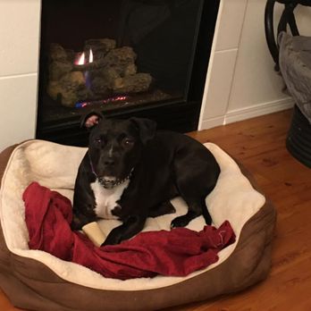 Gresham PDX Dog Sitting - Pet Sitting Near Me