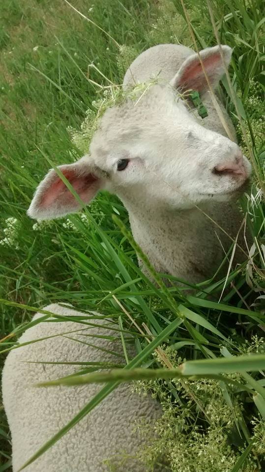 Kelowna Free Graze Lamb Logo