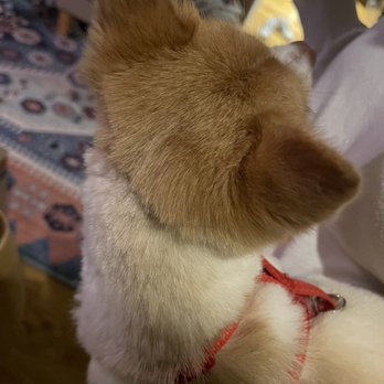 Steph's Bubbles & Bows Pet Grooming Boutique - Botched haircut - Pet Groomers Near Me - Forest, Virginia