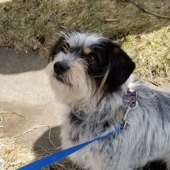 Good Dog Dog Training - Jack, new client rescue - Pet Training Near Me Good Dog Dog Training - Jack, new client rescue - Pet Training Near Me