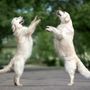 Photo of Paws Up Daycare and Boarding