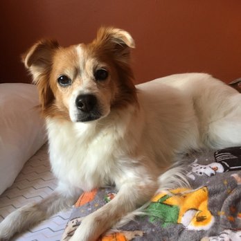 Dongan Hills Veterinary Practice - My baby girl, Georgia - Veterinarians Near Me - Staten Island, New York