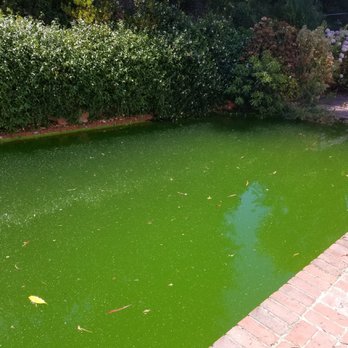 Blessing Pool Care - Swamp. - Pool Cleaners Near Me - Van Nuys, California Blessing Pool Care - Swamp. - Pool Cleaners Near Me - Van Nuys, California