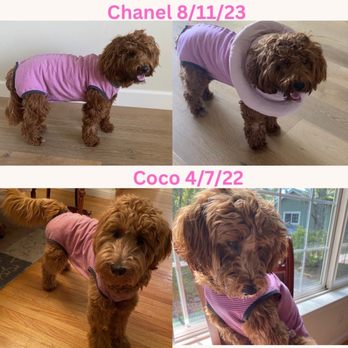 Cambria Veterinary Clinic - Pictures of Chanel (1 yr old) spaying procedure on Day 2. We also used her sister's same recovery suit which helps in the healing process. - Veterinarians Near Me - Cambria, California Cambria Veterinary Clinic - Pictures of Chanel (1 yr old) spaying procedure on Day 2. We also used her sister's same recovery suit which helps in the healing process. - Veterinarians Near Me - Cambria, California