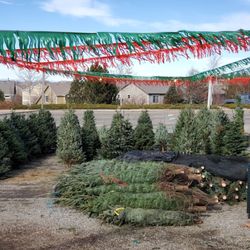 Tree Land Christmas Trees - Still getting fresh trees daily