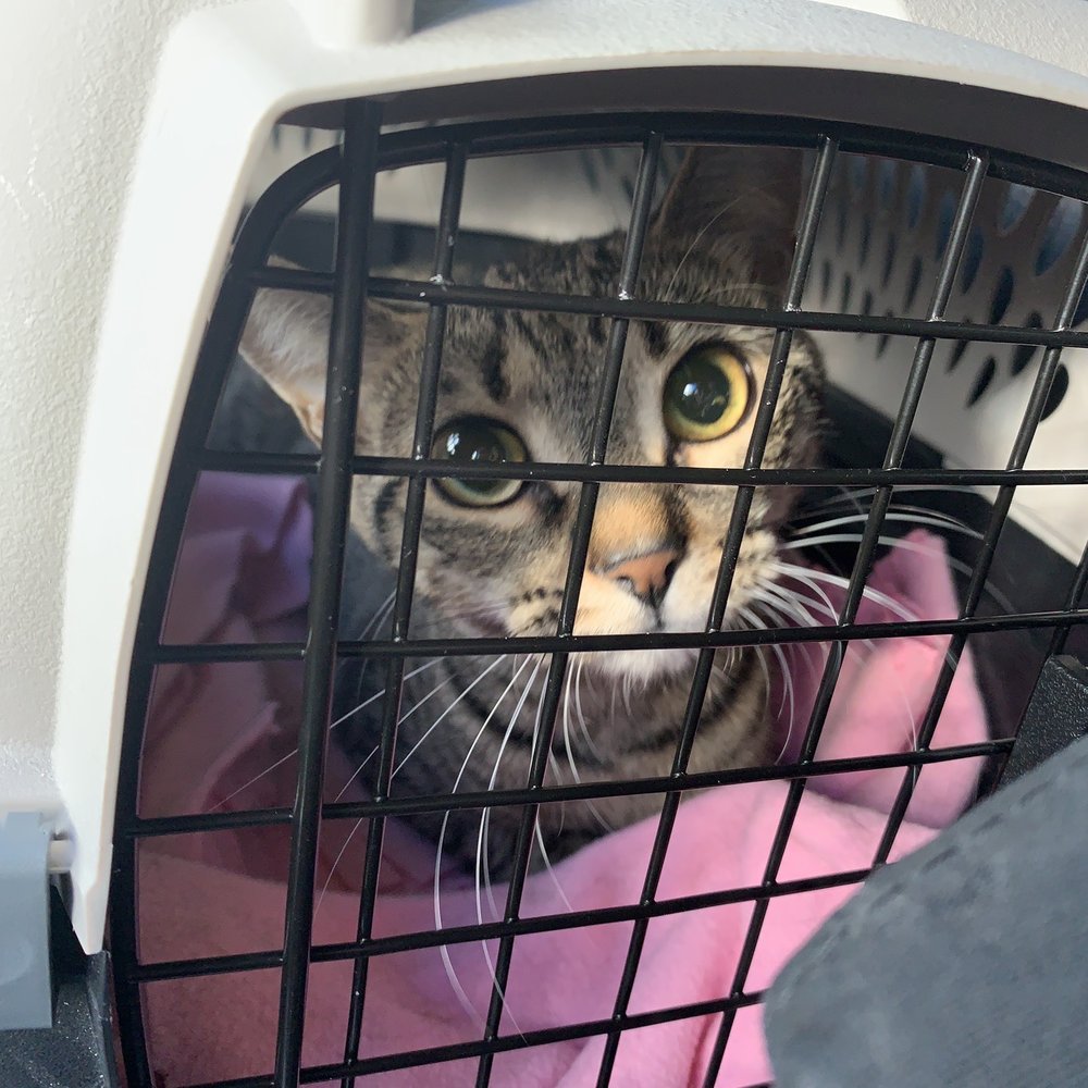 This picture was right after the surgery you could see no cone was placed on her and her eyes are still dilated from the anesthesia. This picture was right after the surgery you could see no cone was placed on her and her eyes are still dilated from the anesthesia.