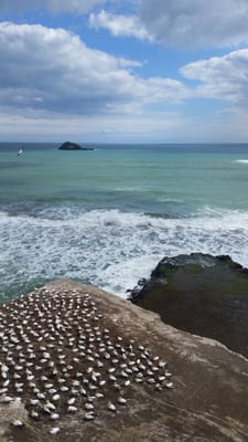 Muriwai by null