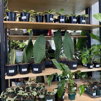 Kent East Hill Nursery - Rare/Collector plants - Nurseries & Gardening Near Me - Kent, Washington