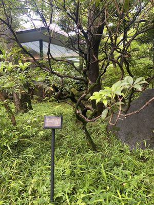 Nezu Museum by null