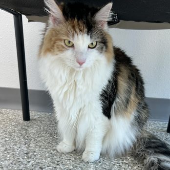 Wellness Animal Hospital - They're going to do what?! - Veterinarians Near Me - Parrish, Florida Wellness Animal Hospital - They're going to do what?! - Veterinarians Near Me - Parrish, Florida