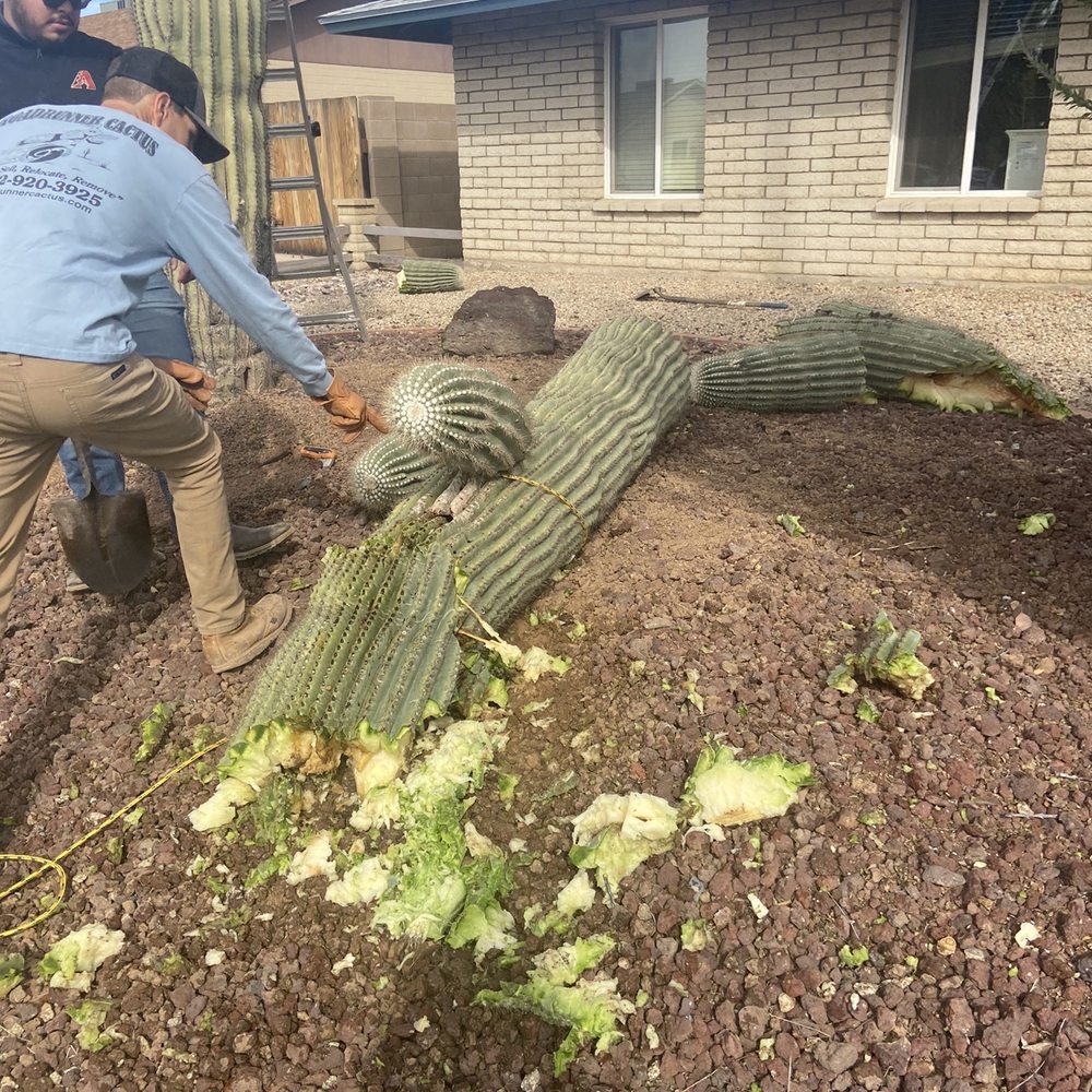 Roadrunner Cactus - Landscaping Near Me