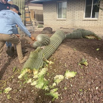 Roadrunner Cactus - Landscaping Near Me
