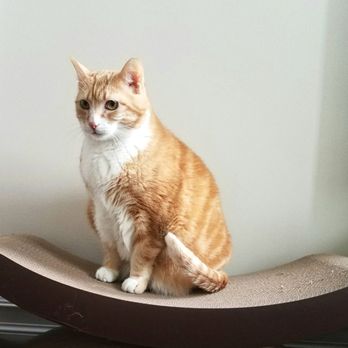 Top Cat Pet Care - Pet Sitting Near Me Top Cat Pet Care - Pet Sitting Near Me