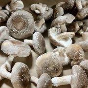 mushroom　1001 H Mart