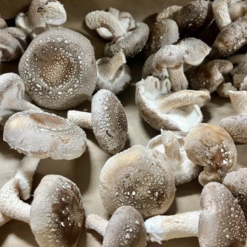 Mycel Mushrooms - Gourmet Shiitake Mushrooms - Specialty Food Near Me - Sandy, Utah Mycel Mushrooms - Gourmet Shiitake Mushrooms - Specialty Food Near Me - Sandy, Utah