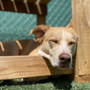 Photo of Wagmore Canine Enrichment