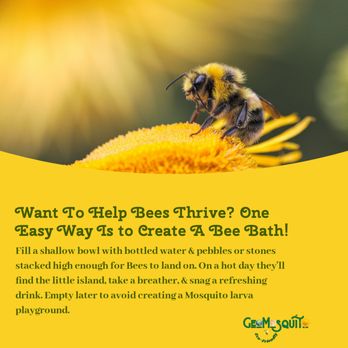 GeoMosquito - Create A Bee Bath This Summer! A Little Kindness Goes A Long Way For A Thirsty Bee On A Hot Day! - Pest Control Near Me - Roswell, Georgia GeoMosquito - Create A Bee Bath This Summer! A Little Kindness Goes A Long Way For A Thirsty Bee On A Hot Day! - Pest Control Near Me - Roswell, Georgia