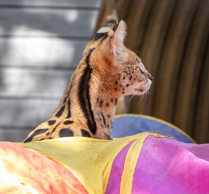 THE FOLSOM CITY ZOO SANCTUARY - Updated February 2026 - 645 Photos