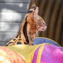 The Folsom City Zoo Sanctuary - Leopold the Serval